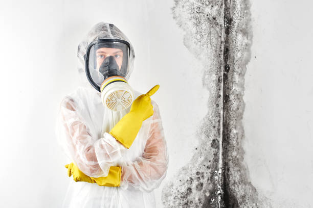 Mold Remediation for Vacation Homes