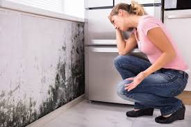 Professional Mold Removal & Remediation in Mineral Springs, AR